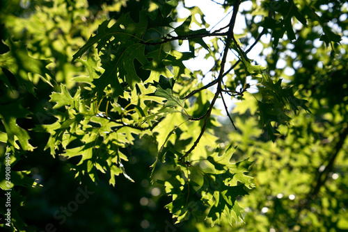 Quercus coccinea - Scharlach-Eiche
