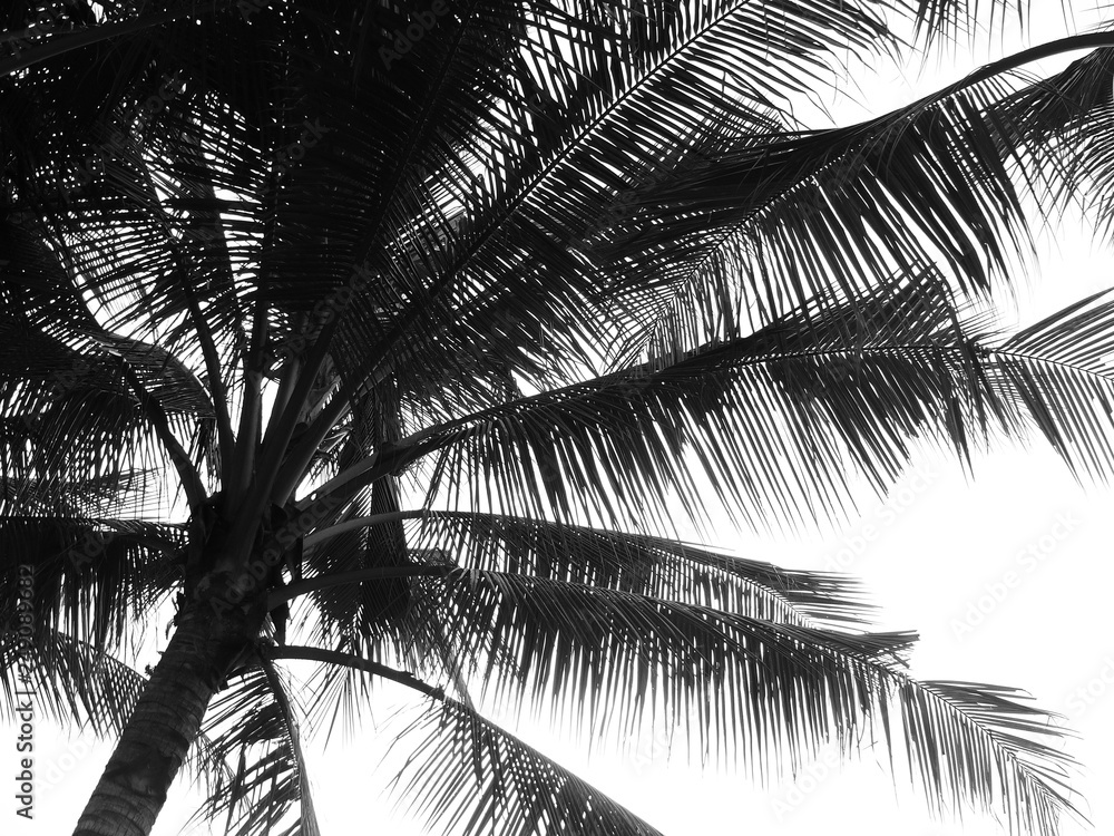 Naklejka premium Coconut palm tree silhouette