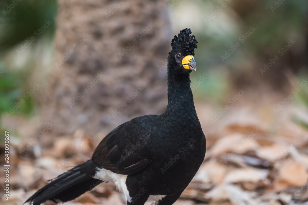 Fototapeta premium Bare faced Curassow, in a jungle environment, Pantanal Brazil