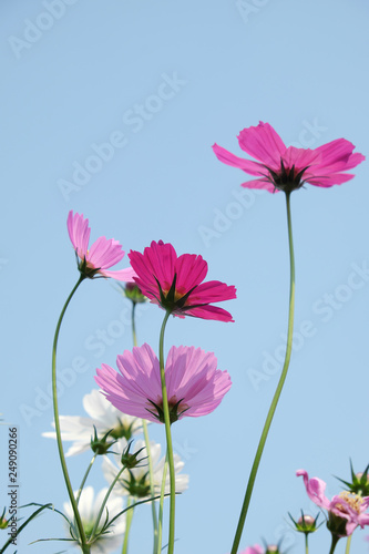 pink cosmos flowers closeup