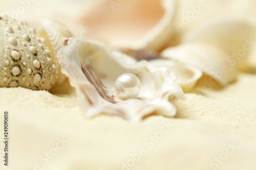 Organic pearl in a shell. Beautiful seashells arrangement. Treasure from the sea concept.