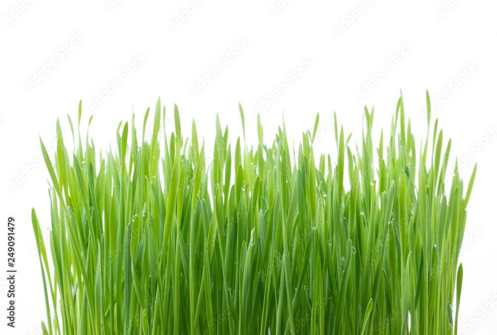 .Green wheat grass isolated on white background .Green wheat grass isolated on white background