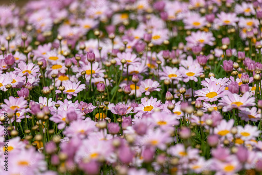Obraz premium Light purple Margaret, Park in Funabashi City, Chiba Prefecture, Japan