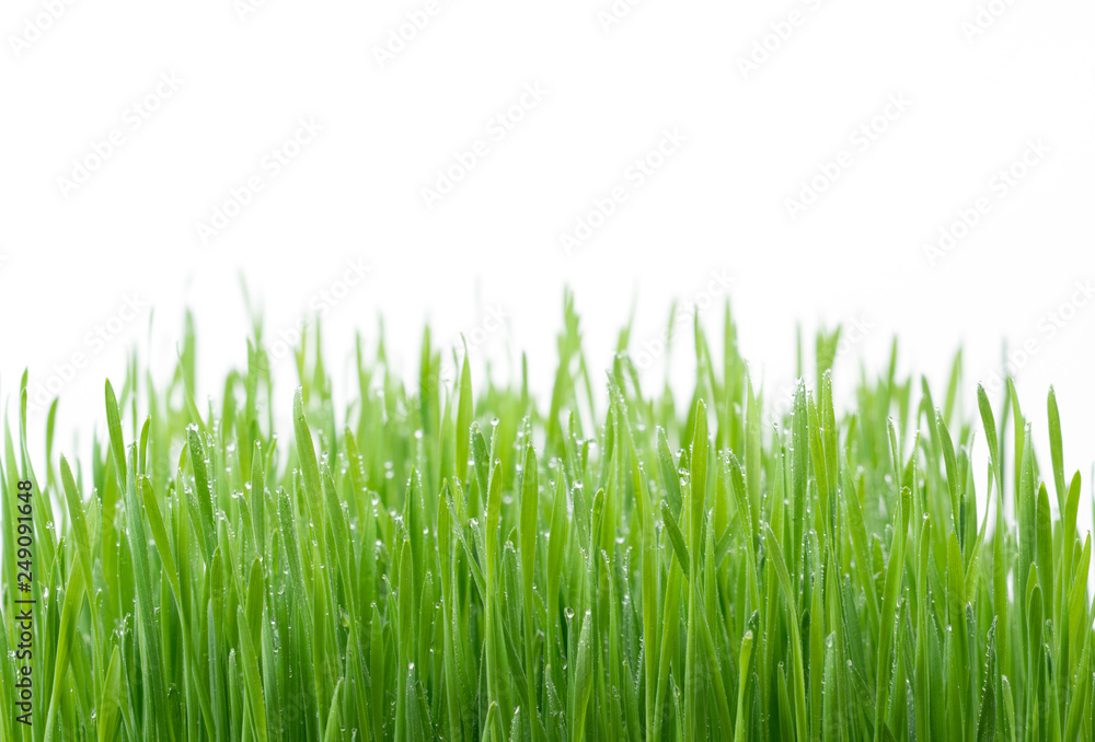 .Green wheat grass isolated on white background .Green wheat grass isolated on white background