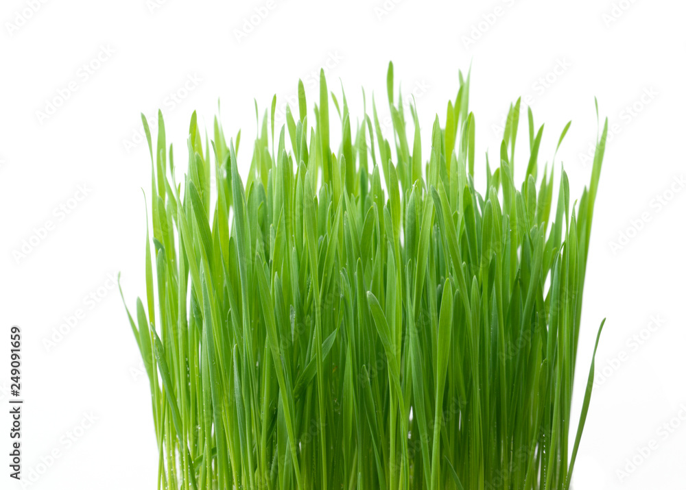 .Green wheat grass isolated on white background .Green wheat grass isolated on white background