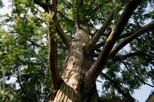 Metasequoia glyptostroboides - Urweltmammutbaum  Chinesisches Rotholz