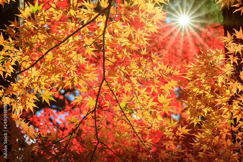 Red maple leaves border at autumn forest, blurred background. Season changing Red maple leaves border at autumn forest, blurred background. Season changing