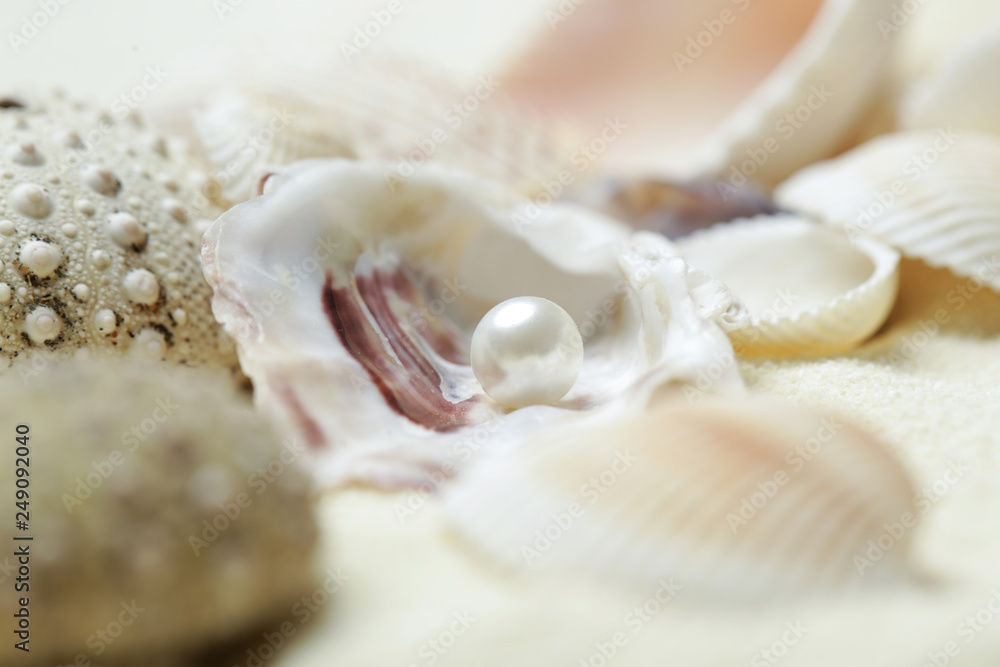 Organic pearl in a shell. Beautiful seashells arrangement. Treasure from the sea concept. Organic pearl in a shell. Beautiful seashells arrangement. Treasure from the sea concept.