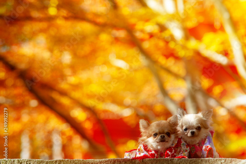 Dog dress traditional cloth with nice maple background © nicholashan