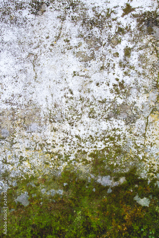 Detail of old white wall with moss Detail of old white wall with moss
