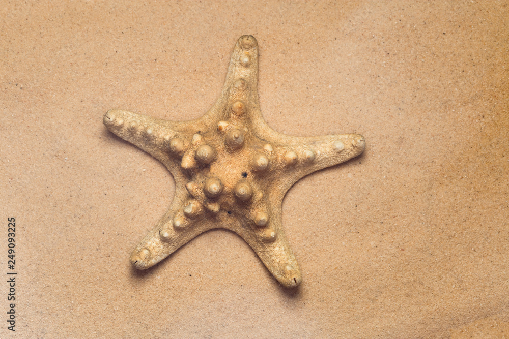 Horned Starfish on the sandy beach Horned Starfish on the sandy beach