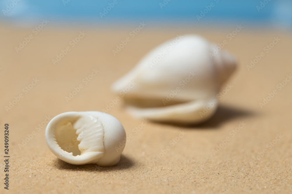 Two white sea snails on the sandy beach