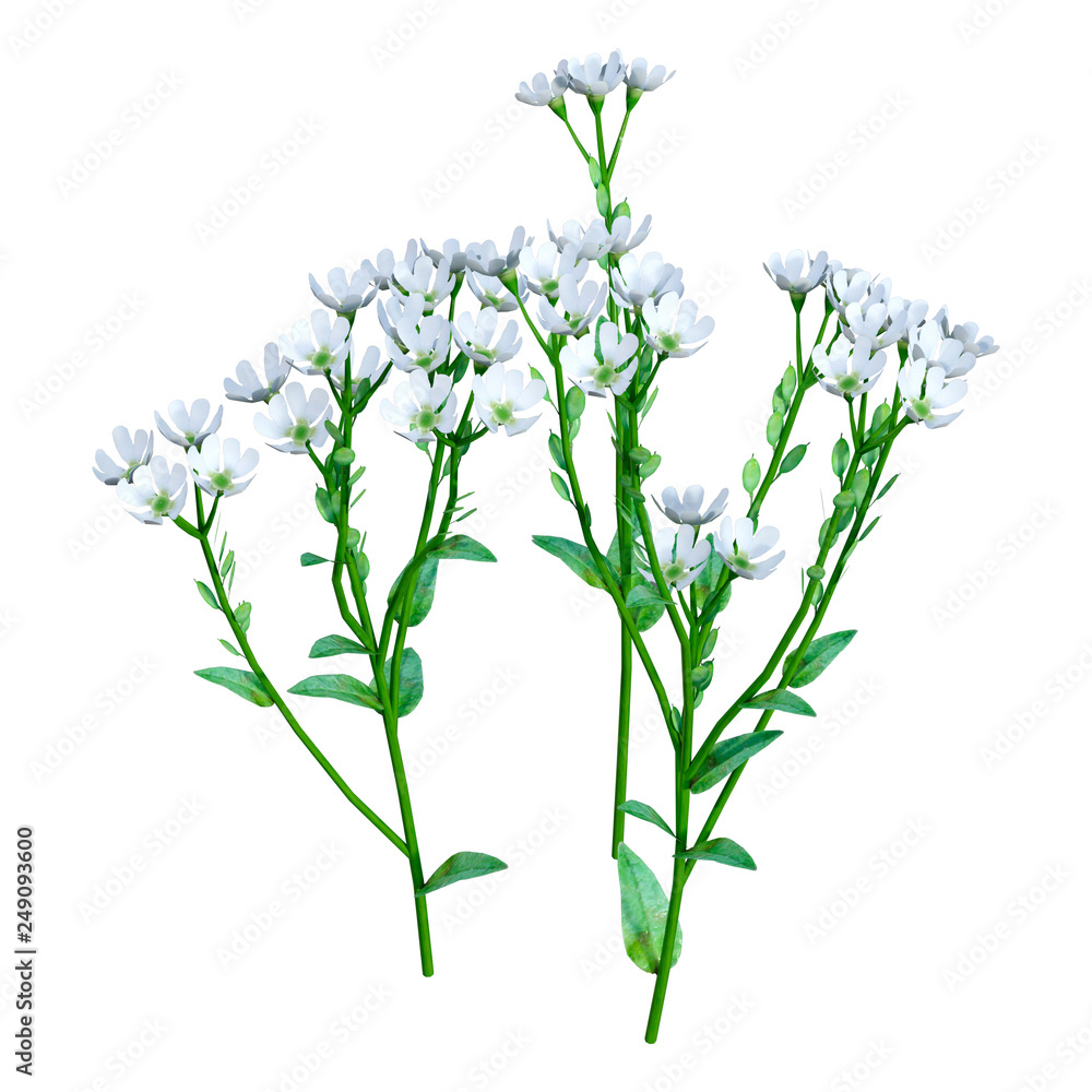 3D Rendering Berteroa Incana Flowers on White