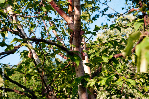 Betula albosinensis - Kupferbirke, Rote China-Birke, Chinesische Birke
