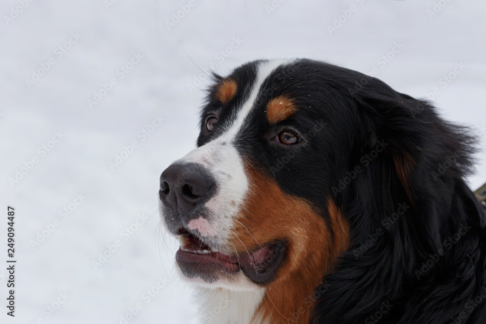 Cute puppy berner sennenhund close up. Bernese mountain dog or bernese cattle dog.