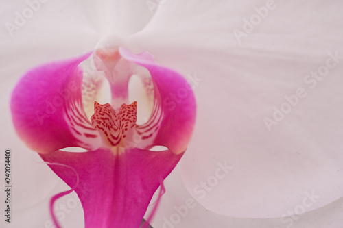 Fototapeta Naklejka Na Ścianę i Meble -  Beautiful white and purple Cattleya orchid background in garden from  export farm in Thailand, selective focus, Macro shot.