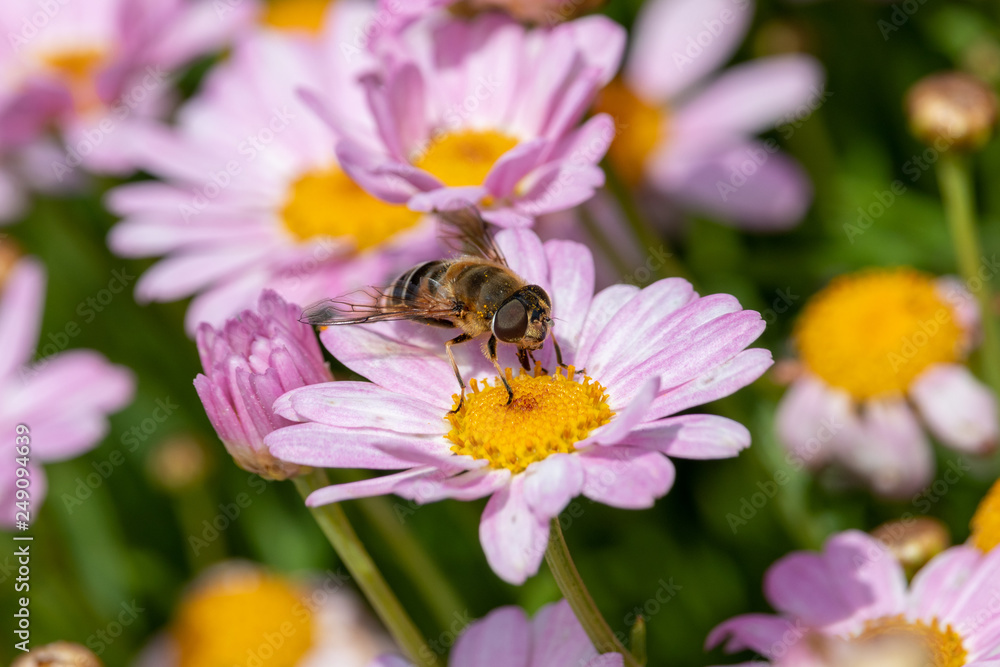 Light purple Margaret and bee, Chiba Funabashi Park, Japan Light purple Margaret and bee, Chiba Funabashi Park, Japan