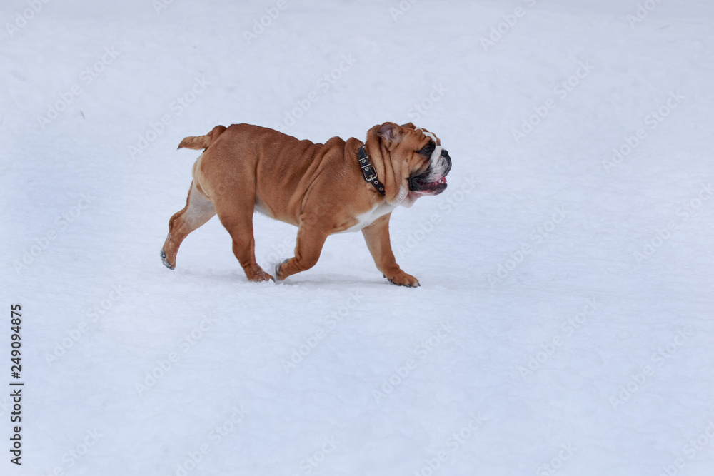 Cute british bulldog is running in white snow. Pet animals.