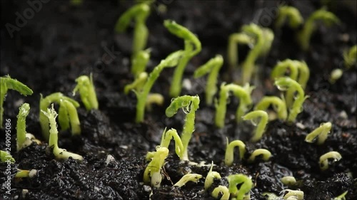 green seedling of grain (seedlings in the ground, watered). Food background. Footage photo