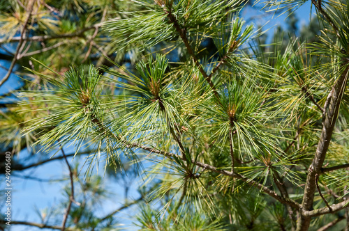 Pinus peuce - Rumelische Kiefer, auch Mazedonien-Kiefer, Mazedonische Kiefer, Balkankiefer photo