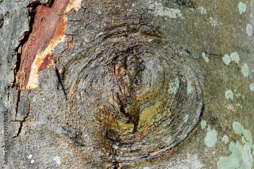 Abstract macro of tree skin