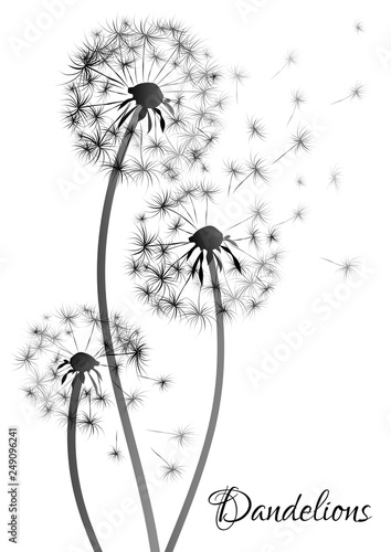 Black dandelion silhouette on white background. Vector illustration.