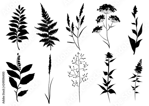 Hand drawn set of black silhouettes of wild set of black silhouettes of wild meadow herbs. Wildflowers. Wild grass. Vector illustration.