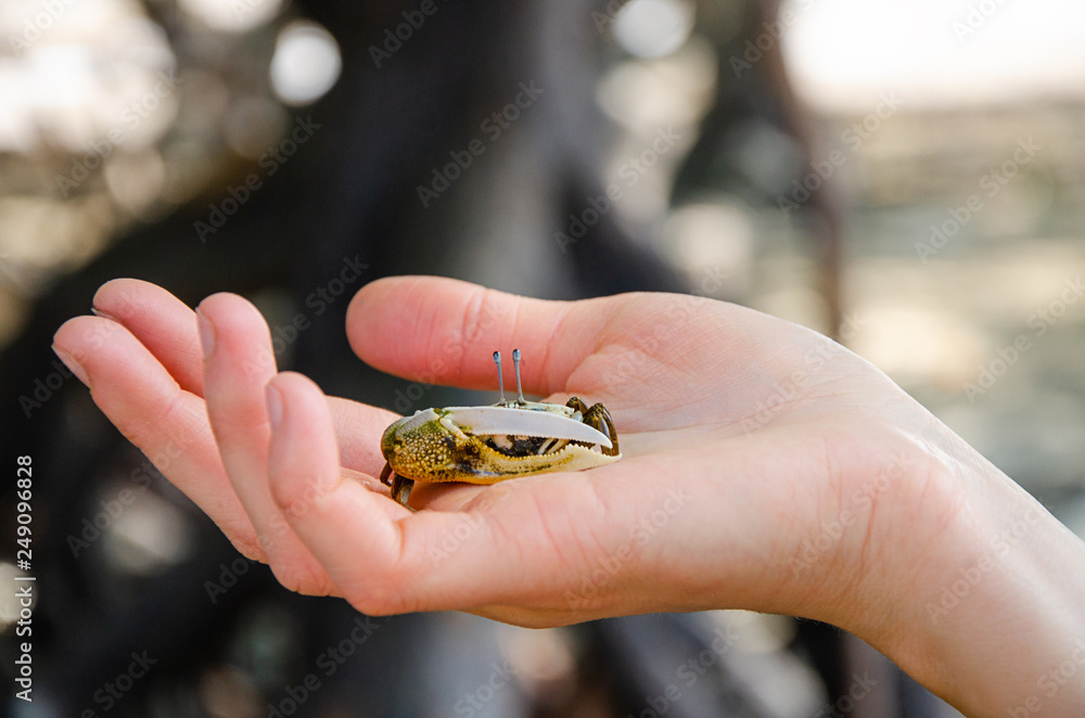 crab tailandese Uca sulla mano femminile 