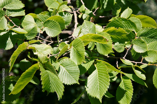Ulmus laevis - Flatterulme