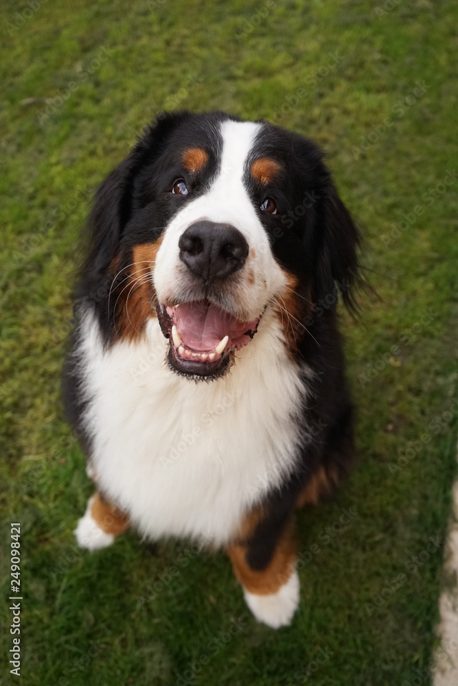 Happy, smiling, Bernese Mountain Dog sitting on the green grass