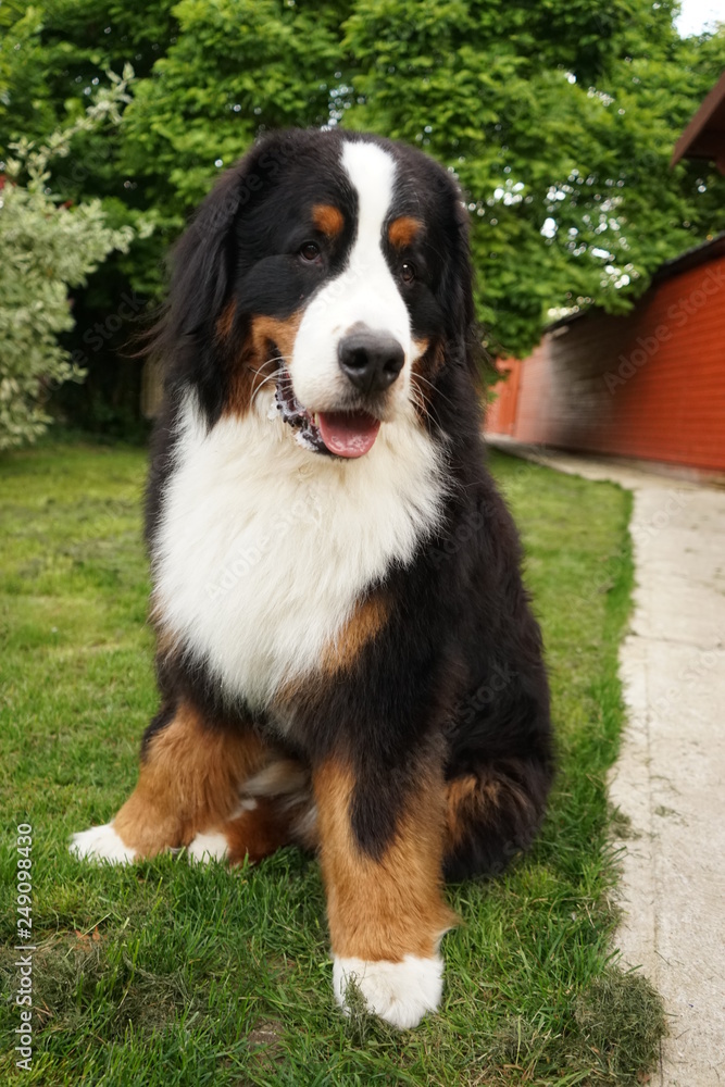 Beautiful large Dog sitting on the grass in the garden 