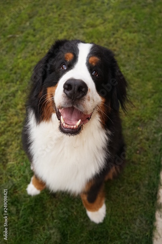 Happy, smiling, Bernese Mountain Dog sitting on the green grass