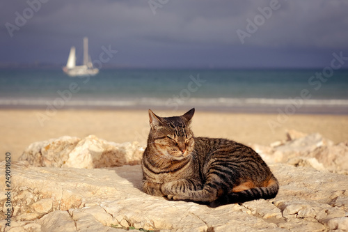 Sunbathing Cat