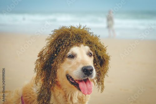 Dog With a Wig