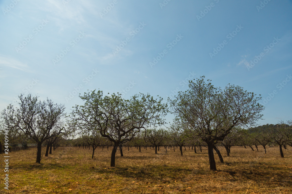 Mallorca landscape at summer