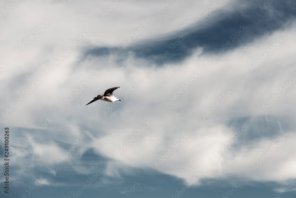 Seagull flying through blue sky with few clouds Seagull flying through blue sky with few clouds