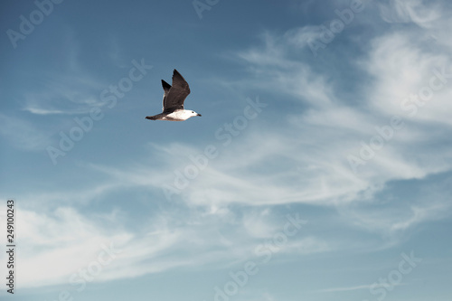seagull flies through the blue sky with few clouds