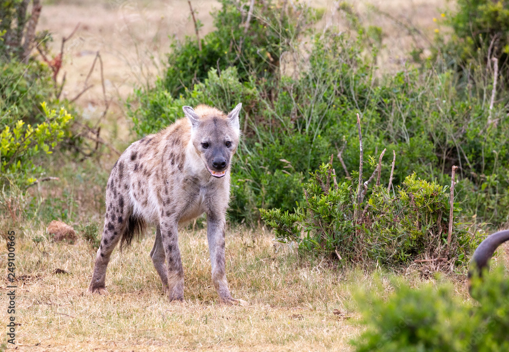 hyena in africa hyena in africa