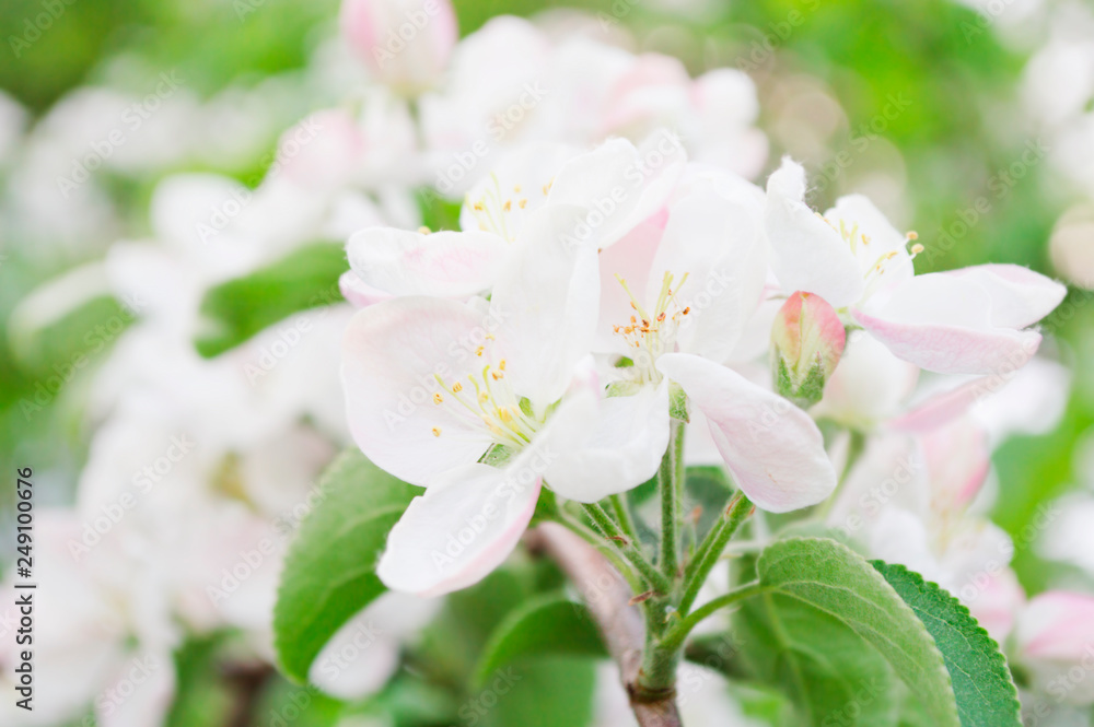 Fototapeta premium apple flowers on a branch in the spring blooming garden