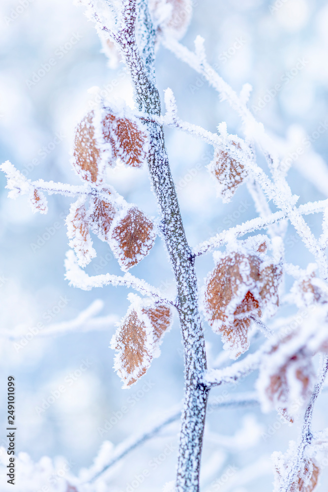 Winter nature background. Frozen branch with leaves closeup. Soft focus, shallow depth of field. Stock Photo | Adobe