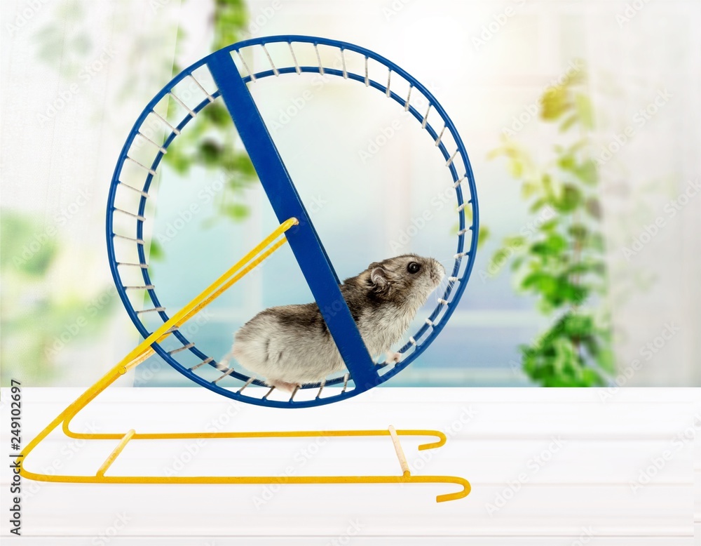 Hamster running in circle on wooden table