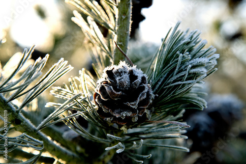 Pinus parviflora glauca - Blaue Mädchenkiefer
