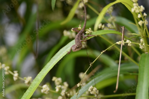 praying mantis on leaf