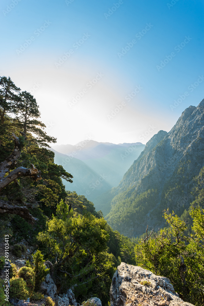 Samaria gorge forest in mountains pine fir trees green landscape background