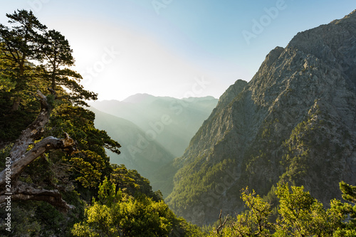 Billede på lærred Samaria gorge forest in mountains pine fir trees green landscape background