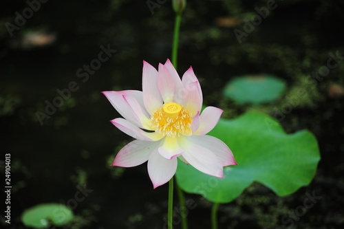 lotus in the pond