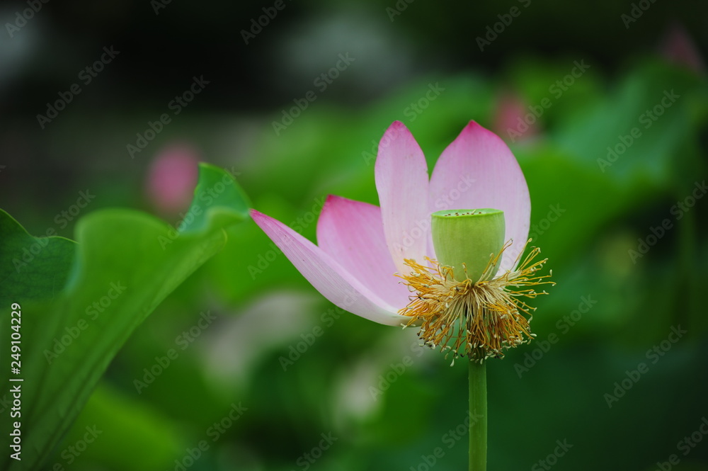 Fototapeta premium lotus in the pond
