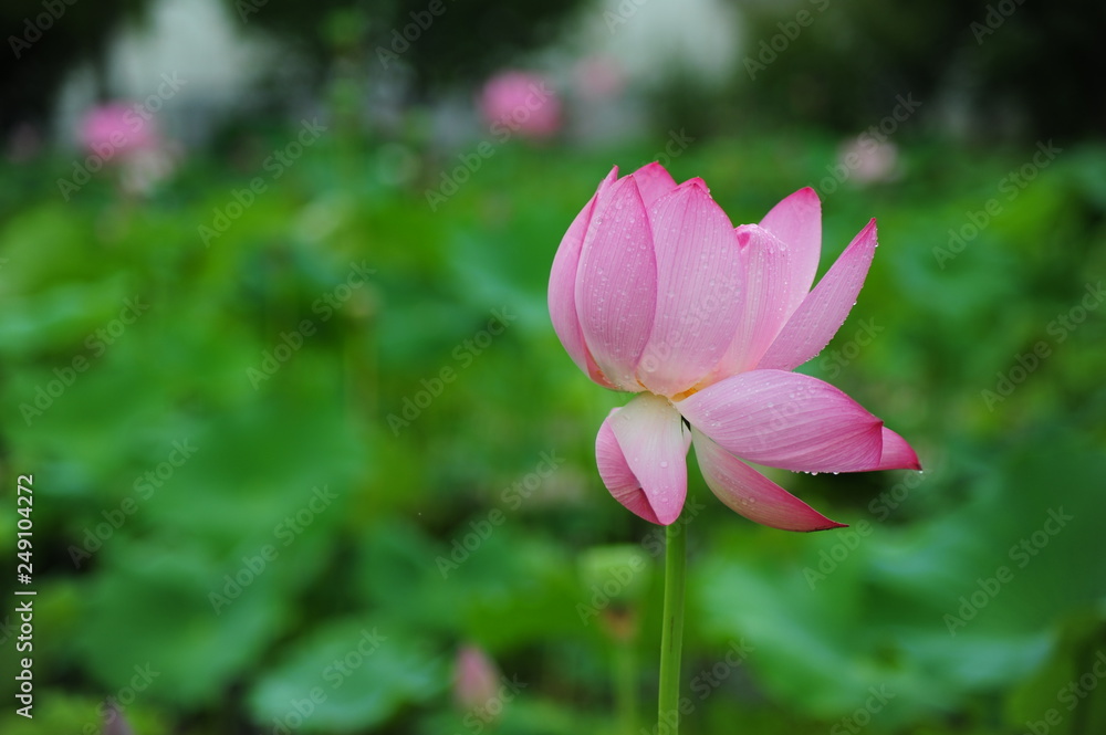 lotus in the pond