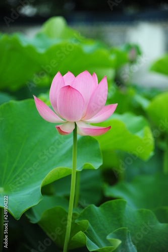 lotus in the pond