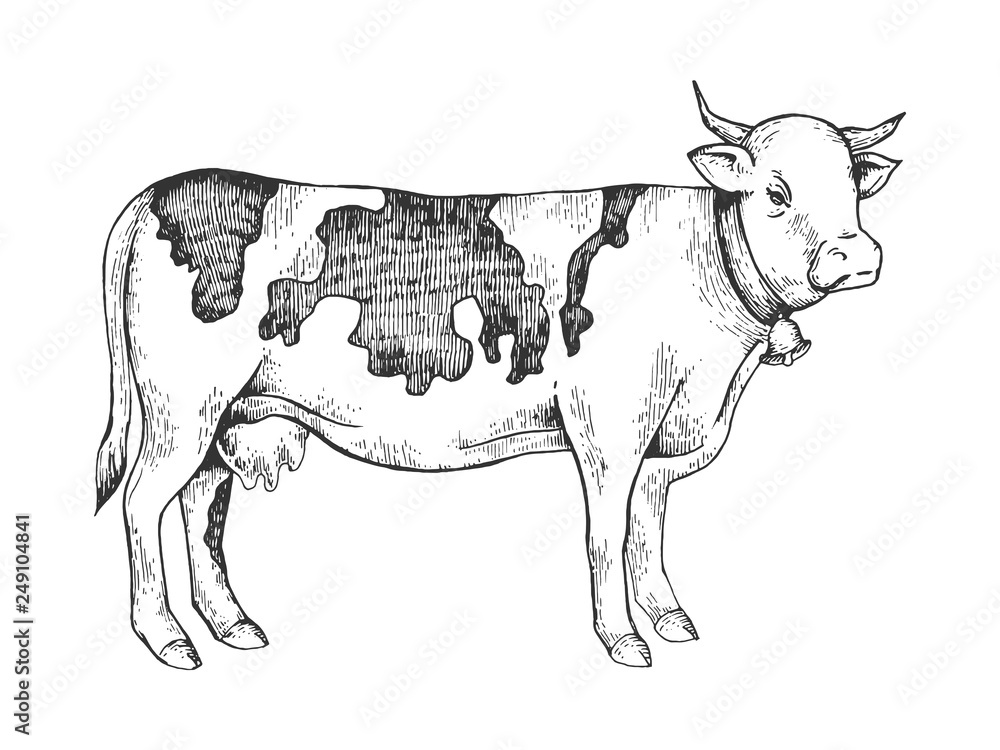 Cow rural farm animal engraving vector illustration. Scratch board